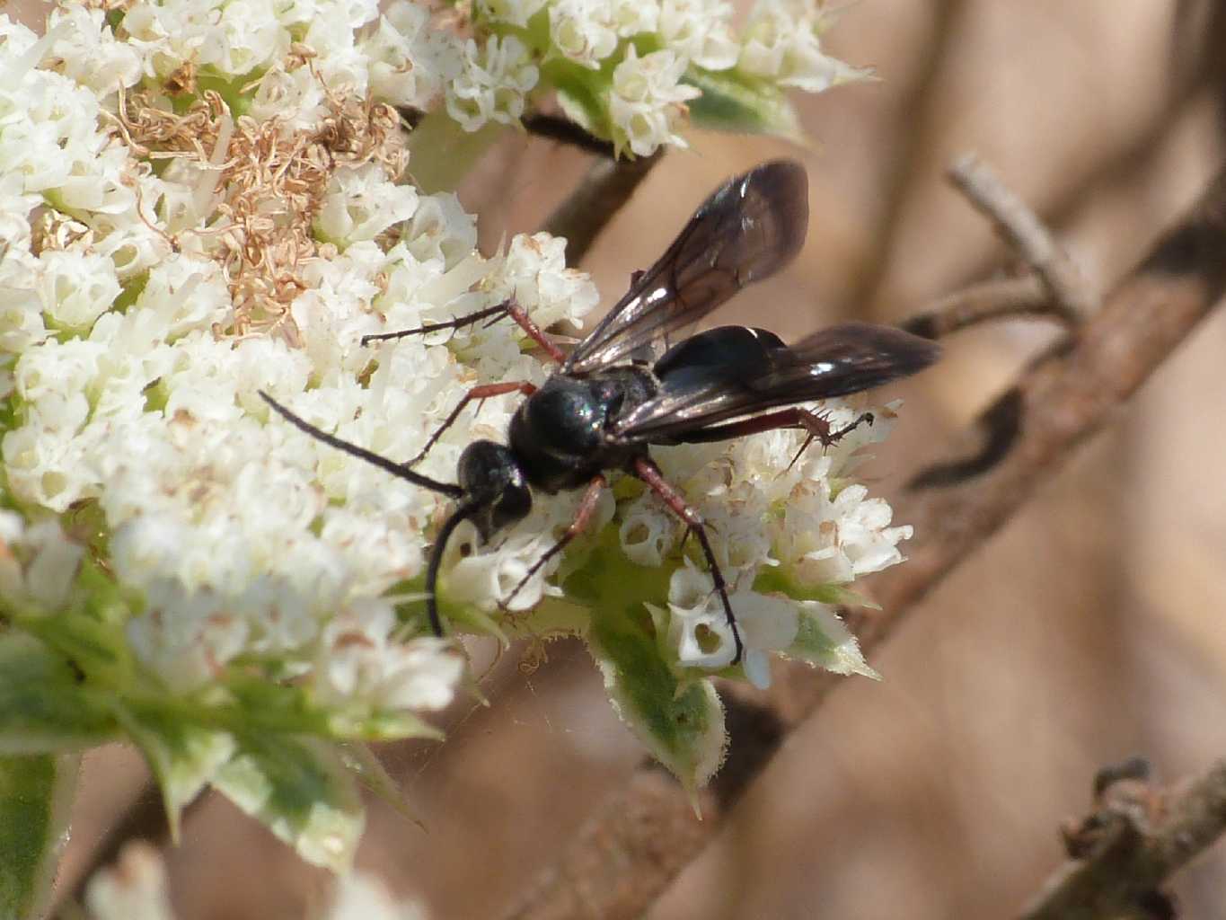 Pompilidae zampe rosse